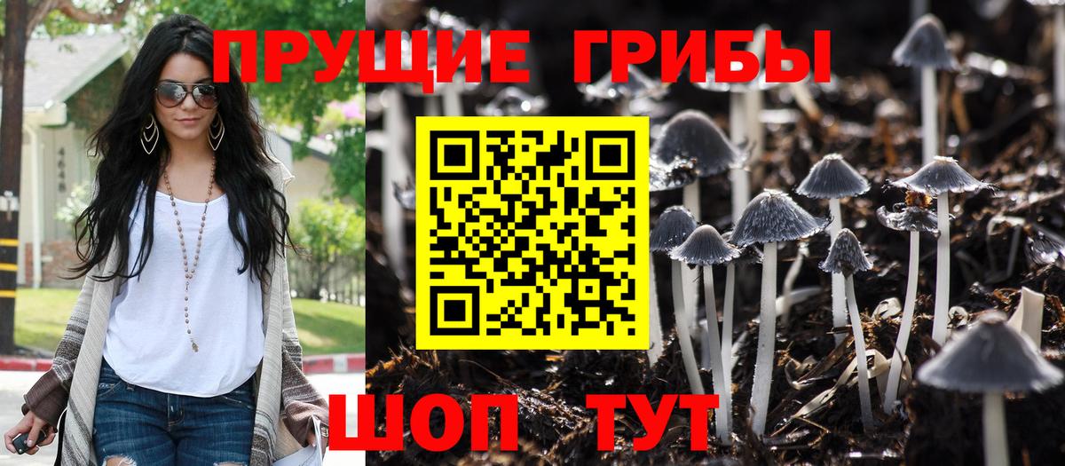 Петровск  что такое наркотик  Вход с VPN  Галлюциногенные грибы мухоморы  Галлюциногенные грибы Psilocybine cubensis 